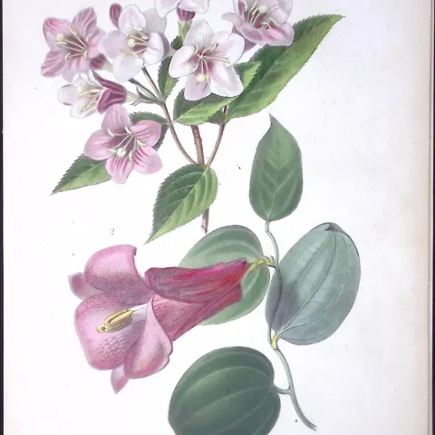 Weigela & Lapageria Rosea Antique  Robert Thompson Hand Coloured Print-5