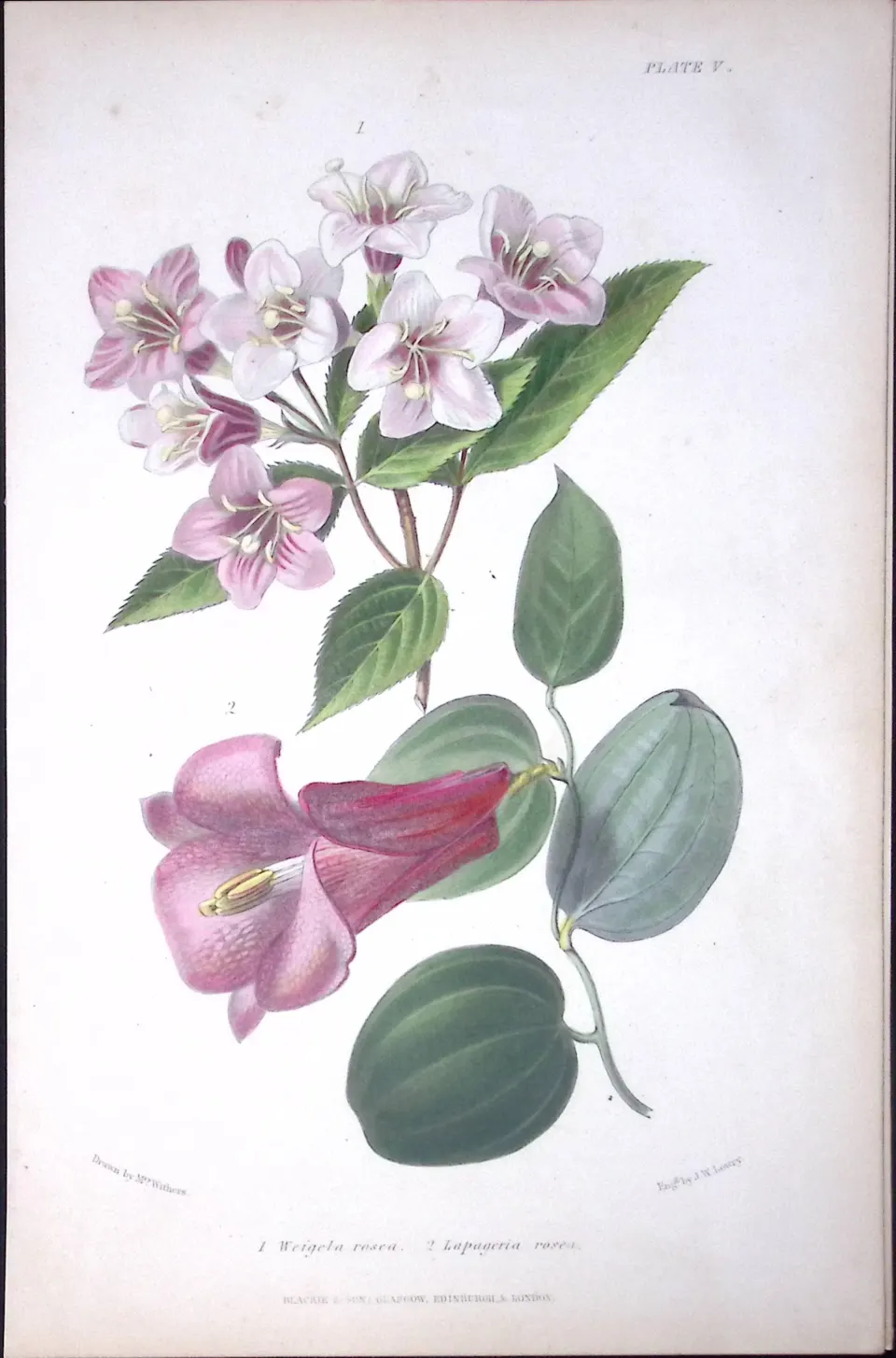 Weigela & Lapageria Rosea Antique  Robert Thompson Hand Coloured Print-5