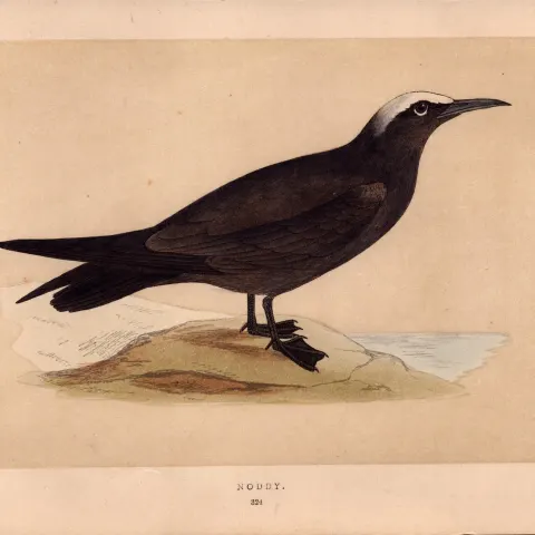Noddy Rev Morris Antique History of British Birds 170 Years-Old Engraving.