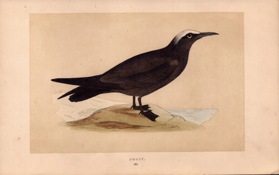 Noddy Rev Morris Antique History of British Birds 170 Years-Old Engraving.