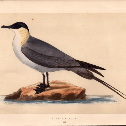 Buffon’s Skua Rev Morris Antique History of British Birds Engraving.