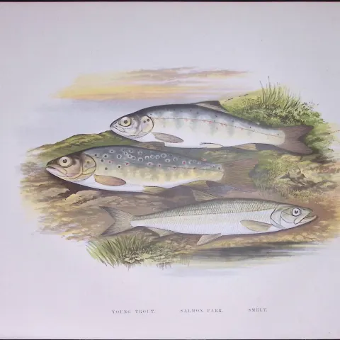 Salmon Parr & Young Trout Rev Houghton British Freshwater Fish 1879 Scarce Engraving-5