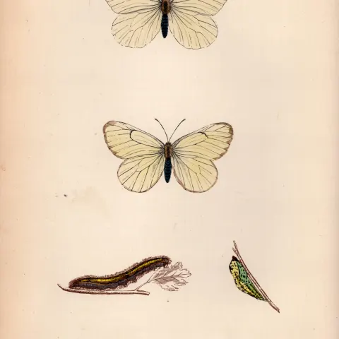 Black Veined Coloured Antique Butterfly Plate Rev Morris-21.
