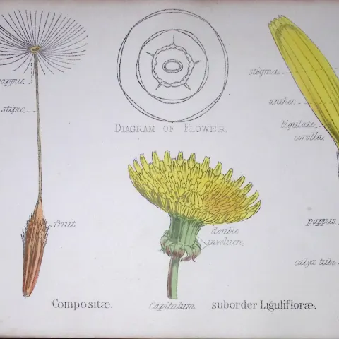 Sunflower Botanical Flower Diagram Rare Antique First Edition Illustration-52