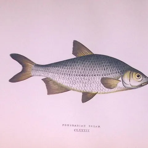 Pomeranian Bream Fish  Scarce Antique 1877 J. Couch Woodblock Engraving-28