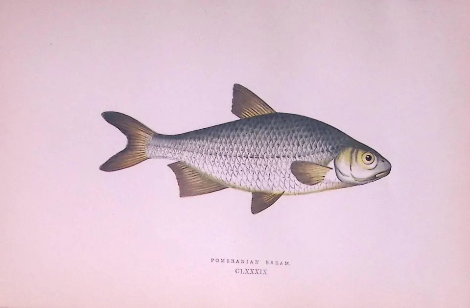 Pomeranian Bream Fish  Scarce Antique 1877 J. Couch Woodblock Engraving-28