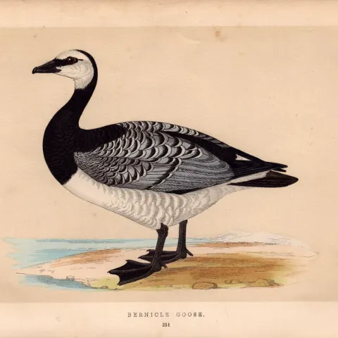Berniele Goose Rev Morris Antique History of British Birds Engraving.