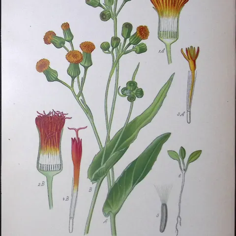 Scarlet Cacalia Edward Step Rare Antique Botanical Book Plate-154