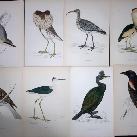 Job-Lot 9 Lloyd's Natural History, Birds Antique 1896 Coloured Prints-16.