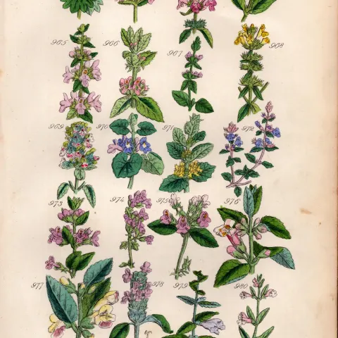 Sowerby Antique Wild-Flowers Cat-Mint Ivy Basil Thyme Calamint Skull-Cap-49.