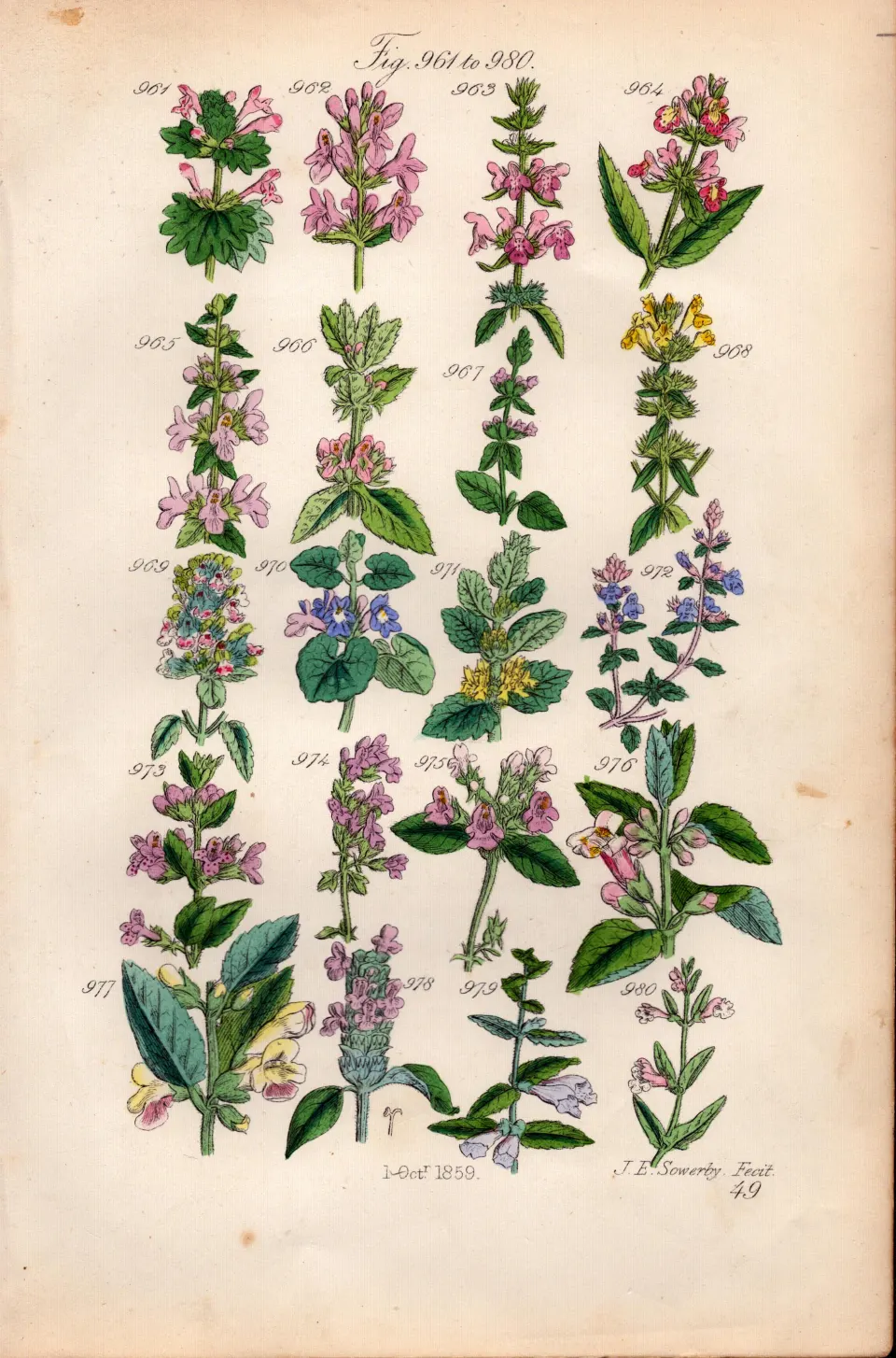 Sowerby Antique Wild-Flowers Cat-Mint Ivy Basil Thyme Calamint Skull-Cap-49.