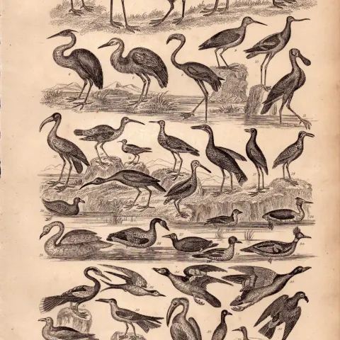 Victorian Birds 40 Species Antique Oliver Goldsmith Engravings XIX.