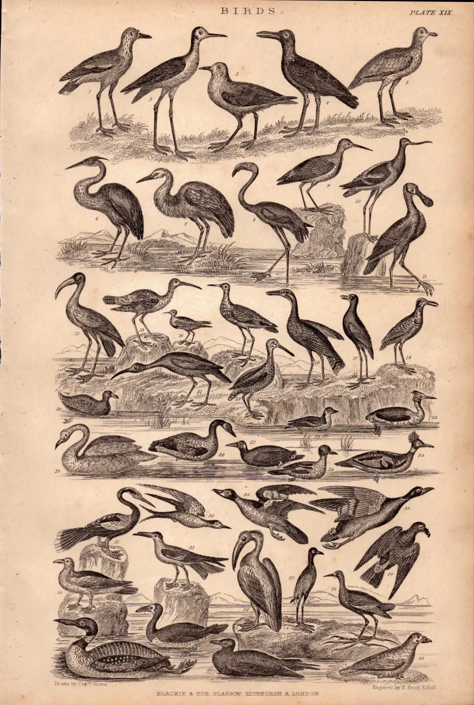 Victorian Birds 40 Species Antique Oliver Goldsmith Engravings XIX.