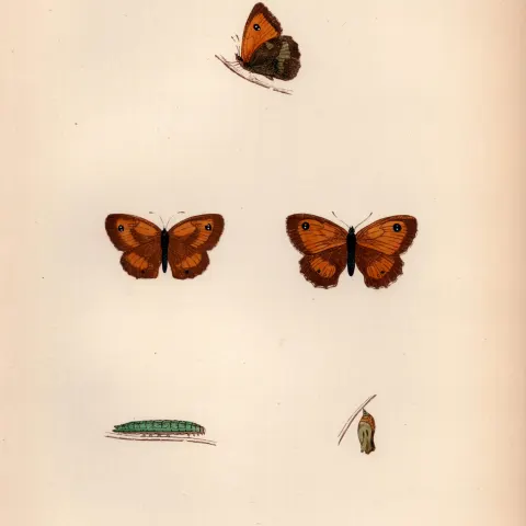 Small Meadow Brown Coloured Antique Butterfly Plate Rev Morris-54.