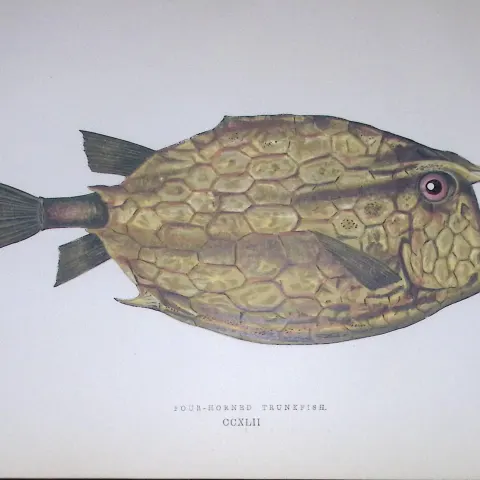 Four Horned Trunkfish Fish Scarce Antique 1877 J. Couch Woodblock Engraving-152