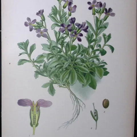 Rock-Cress Edward Step Rare Antique Botanical Book Plate-24