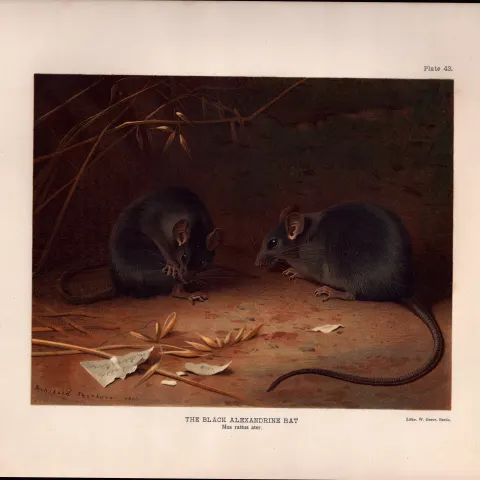 The Black Alexandrine Rat Rare Limited-Edition Coloured  Antique Print-78.