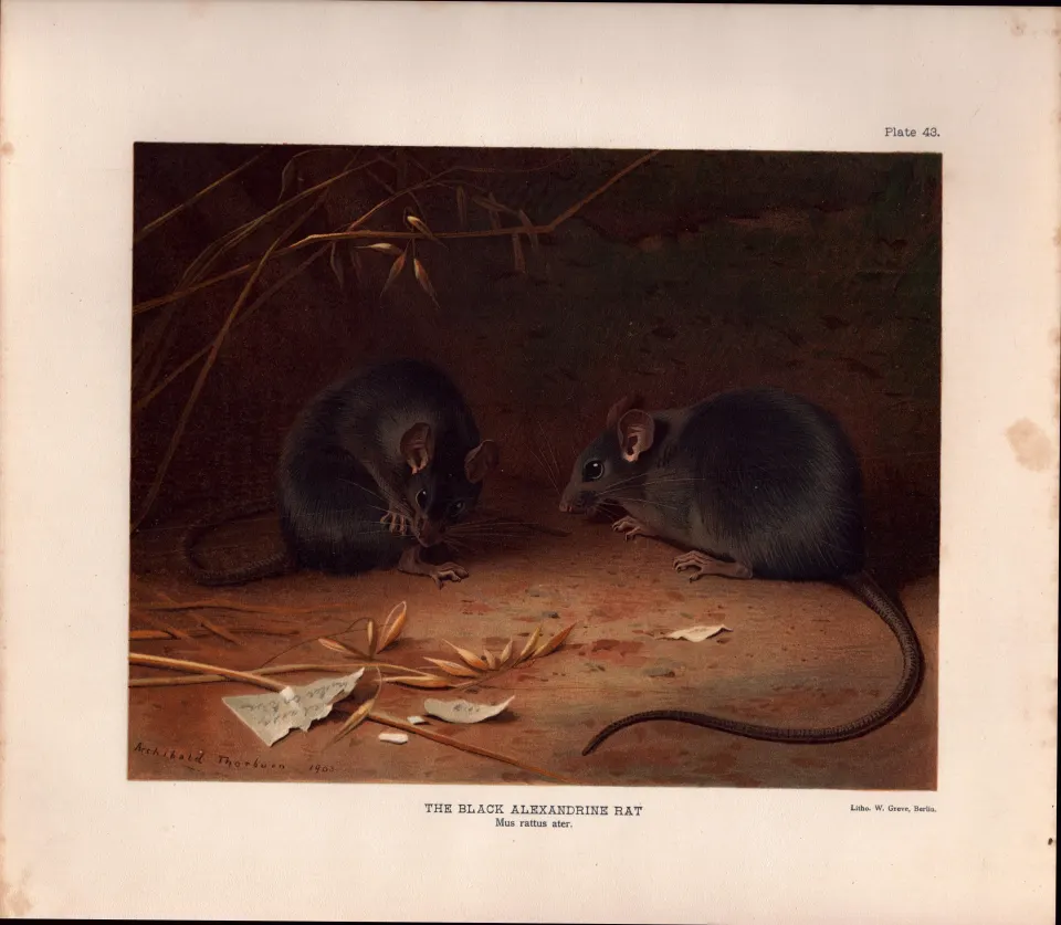 The Black Alexandrine Rat Rare Limited-Edition Coloured  Antique Print-78.