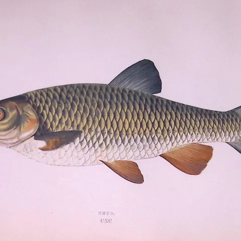 Chub Fish  Scarce Antique 1877 Johnathan Couch Woodblock Engraving-29