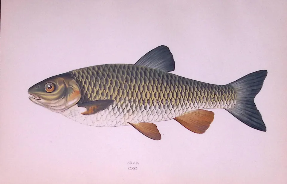 Chub Fish  Scarce Antique 1877 Johnathan Couch Woodblock Engraving-29
