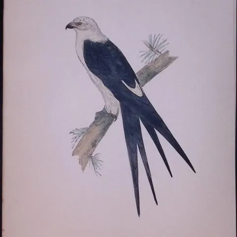 Swallow Kite Rev Morris Antique History of British Birds 130 Years-Old Engraving-18