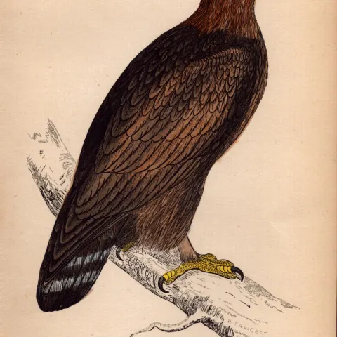 Spotted Eagle Rev Morris Antique 1888 History of British Birds Engraving-2.