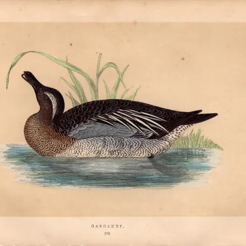 Garganey Rev Morris Antique History of British Birds Engraving.