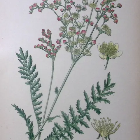 Dropwort Edward Step Rare Antique Botanical Book Plate-72