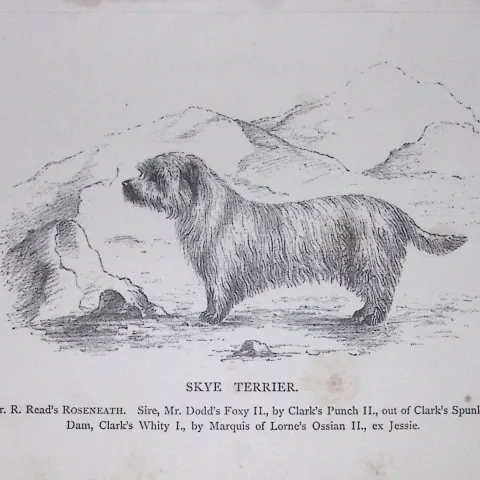 Skye Terrier British Dogs by Hugh Dalziel 1889 Antique Book Plate-59
