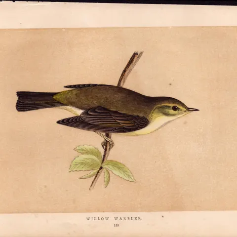 Willow Warbler Rev Morris Antique History of British Birds Engraving.