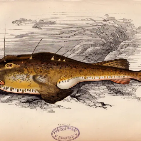 Anglefish 1869 Antique Johnathan Couch Coloured Fish Engraving.
