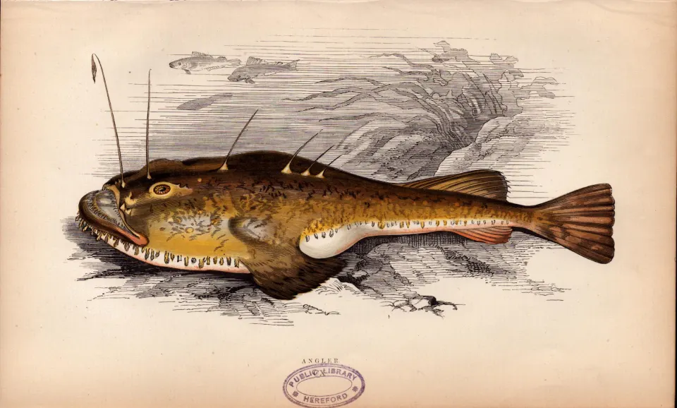 Anglefish 1869 Antique Johnathan Couch Coloured Fish Engraving.