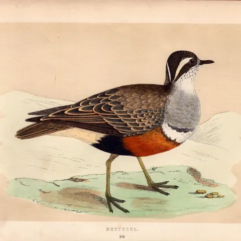 Dotterel Rev Morris Antique History of British Birds 170 Years-Old Engraving.