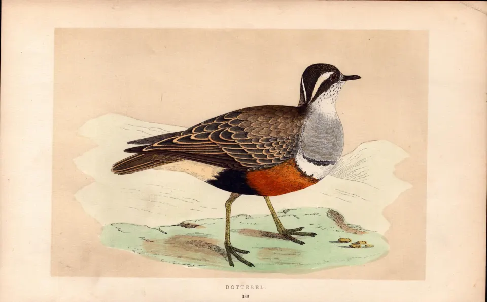 Dotterel Rev Morris Antique History of British Birds 170 Years-Old Engraving.