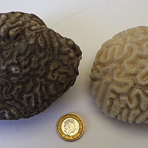 A Fossil "Brain" Coral 70 Million Years Old and A Modern Relative