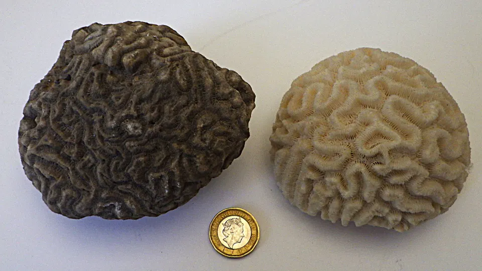 A Fossil "Brain" Coral 70 Million Years Old and A Modern Relative