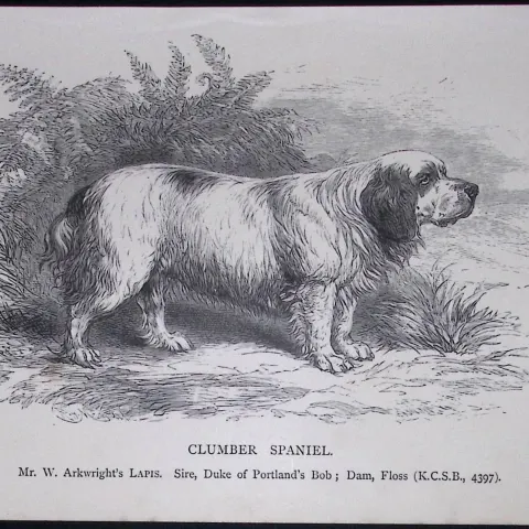Clumber Spaniel British Dogs by Hugh Dalziel 1889 Antique Book Plate-32