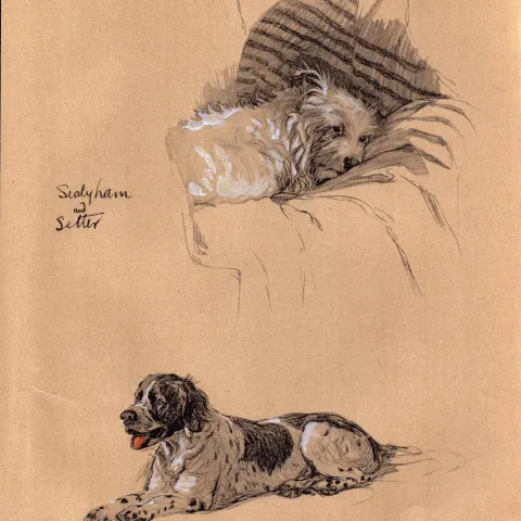 Cecil Aldin 1934 Vintage Dog Illustrations Setter And Sealyham-22.
