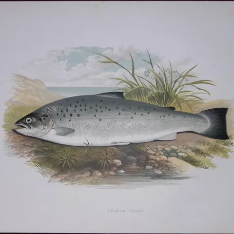 Salmon Trout Rev Houghton British Freshwater Fish 1879 Scarce Wood Engraving-22