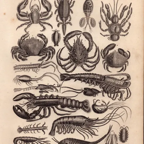 Crustacea Lobsters, Crayfish, Prawns, Crabs, Shrimps, Antique Steel Engraving -8.