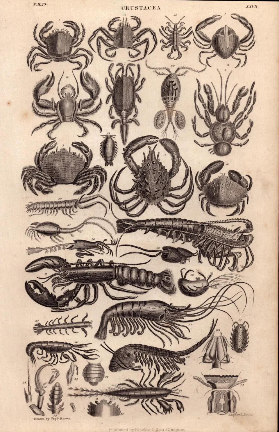 Crustacea Lobsters, Crayfish, Prawns, Crabs, Shrimps, Antique Steel Engraving -8.