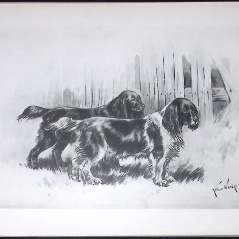 Cocker Spaniels Antique Book Plate Rawdon Lee Modern Dogs 1893-45