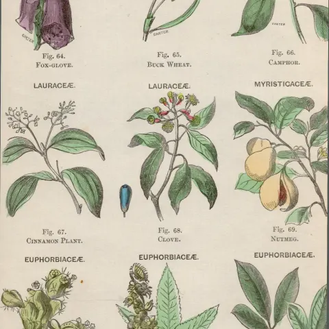 Rare James Reynolds Antique Vegetable, Tree & Plant Kingdom 3.
