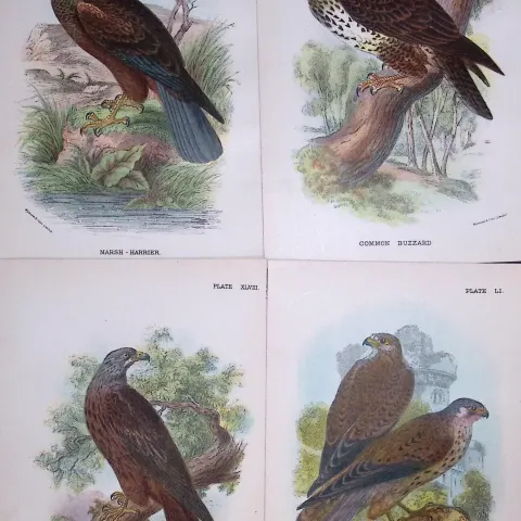 Job-Lot Lloyds Birds Kestrel, Kite, Buzzard, Harrier 130 Yrs-Old Antique Engravings-6