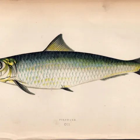 Pilchard 1869 Antique Johnathan Couch Coloured Engraving.