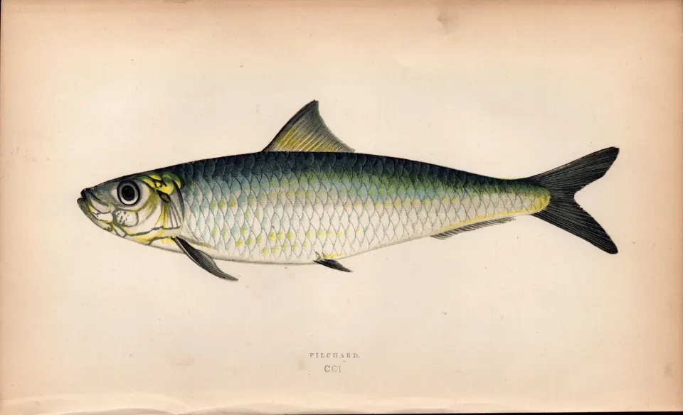 Pilchard 1869 Antique Johnathan Couch Coloured Engraving.