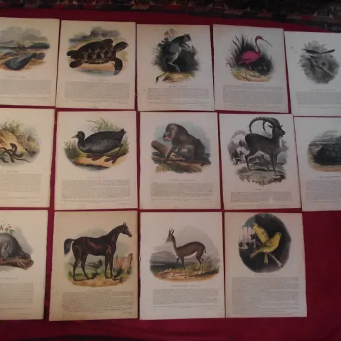 14 X Plates Illustrative of Natural History - Josiah Wood Whymper - Double sided on linen - 1843