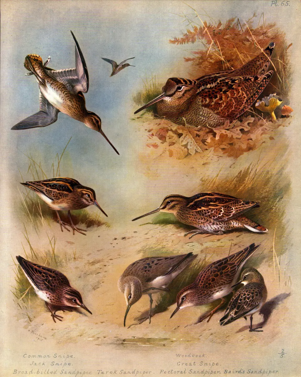 Antique Scarce First Edition Large Bird Print Sandpipers & Snipes-65.