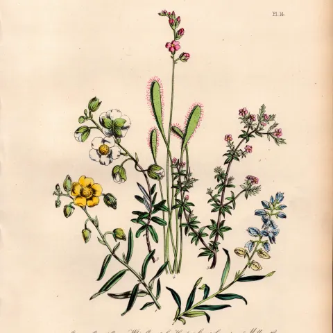 165-Yr-Old Antique Wildflower Gilt-Edged Illustration Jane Webb Loudon -14.