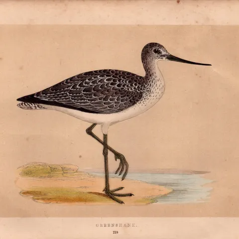 Greenshank  Rev Morris Antique History of British Birds Engraving.